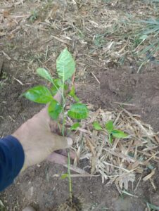 Muda de Pimenta de cheiro medindo mais de 10 cm pronta para o transplante copa com mais de 4 folhas