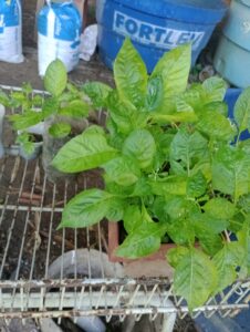 MUDAS PARA TRANSPLANTE SUBSTRATO INICIAL DE TERRA PRETA COM HUMUS DE MINHOCA