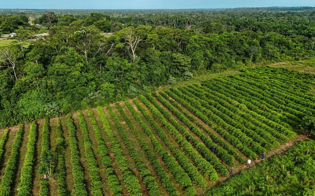 Plantação de café ao lado de floresta nativa. Foto: Marcos Vincetti/Secom